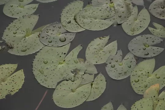 权威公正的实时开奖